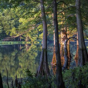 Explore the Natural Beauty of Beavers Bend State Park