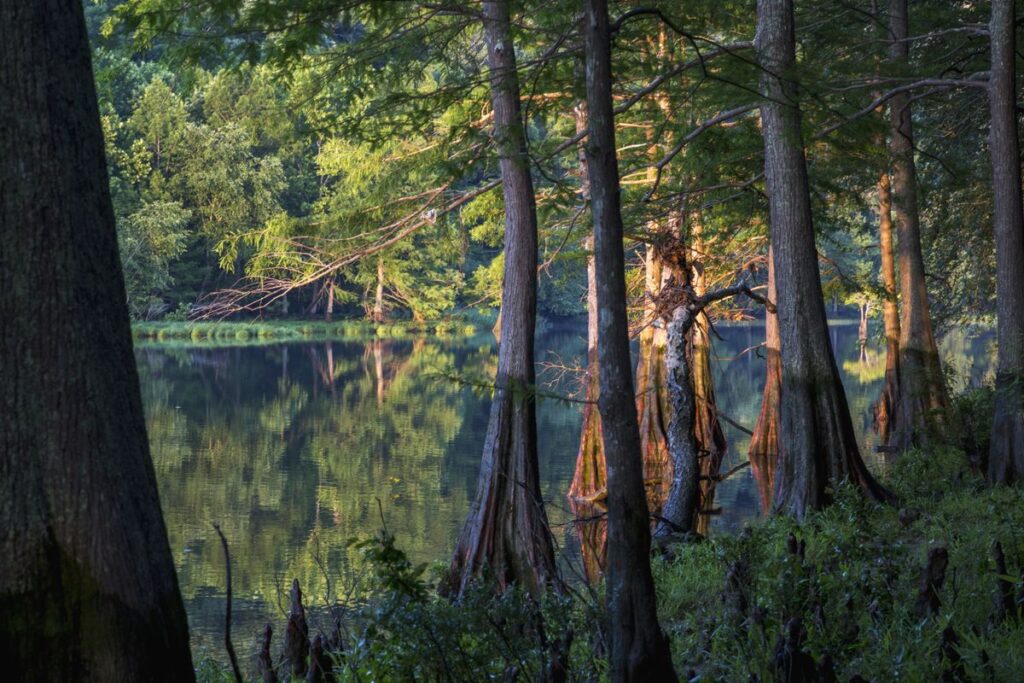 Explore the Natural Beauty of Beavers Bend State Park