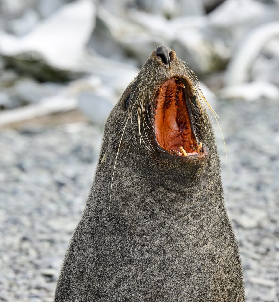 Are There Family-friendly Cruises That Explore The Arctic Or Antarctic?